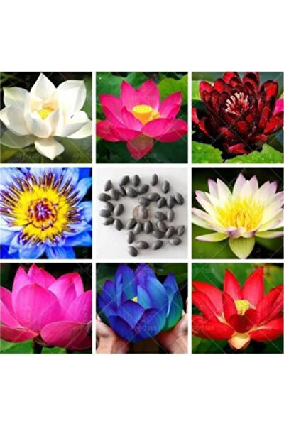 Serdar Çam Tohumculuk Tohum