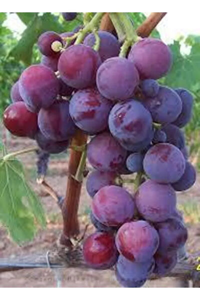 Bahçem Fidancılık İç Mekan Bitkileri