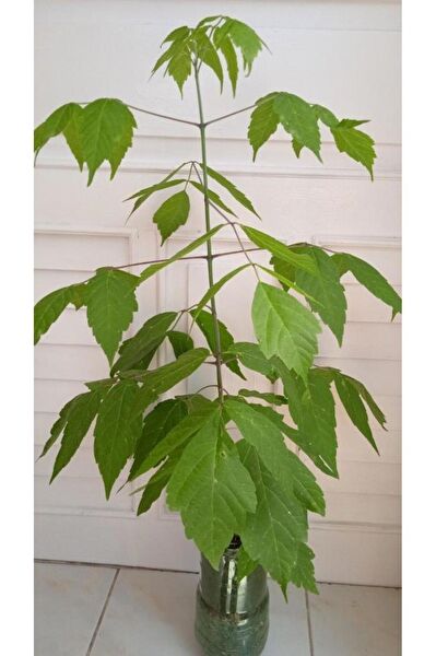 Mimoza Bitki Market Fidan