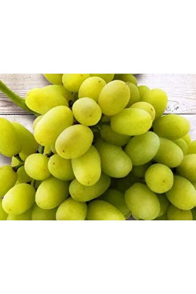 Bahçem Fidancılık İç Mekan Bitkileri