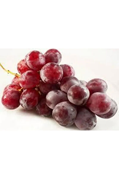 Bahçem Fidancılık İç Mekan Bitkileri