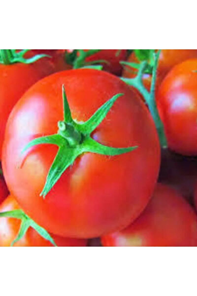 Murat Tohumculuk Tohum