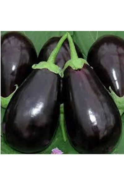 Murat Tohumculuk Tohum