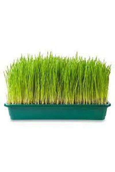 Murat Tohumculuk Tohum