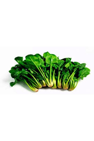 Murat Tohumculuk Tohum