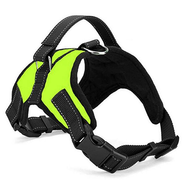 Petza Köpek Tasmaları