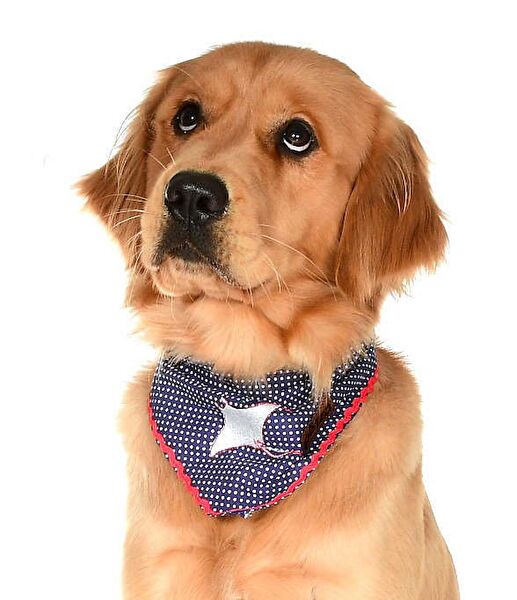 Petza Köpek Tasmaları