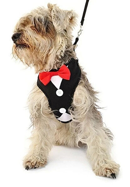 Petza Köpek Tasmaları