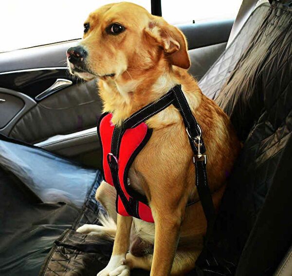 Petza Köpek Güvenlik