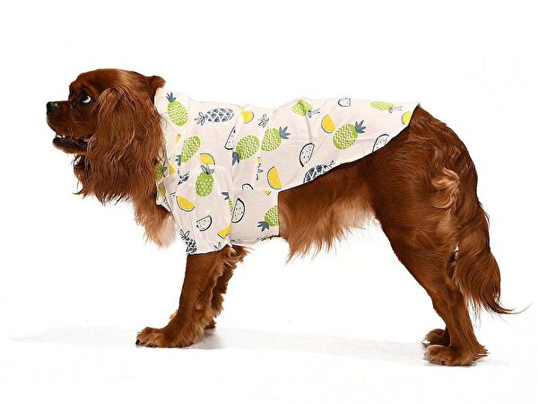 Petza Köpek Elbisesi