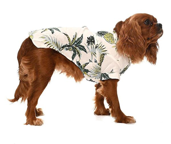 Petza Köpek Elbisesi