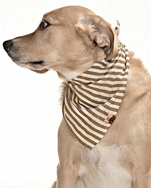 Petza Köpek Elbisesi