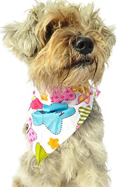 Petza Köpek Tasmaları