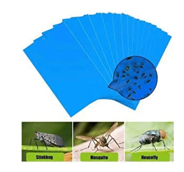 UĞURBATIN İç Mekan Bitkileri