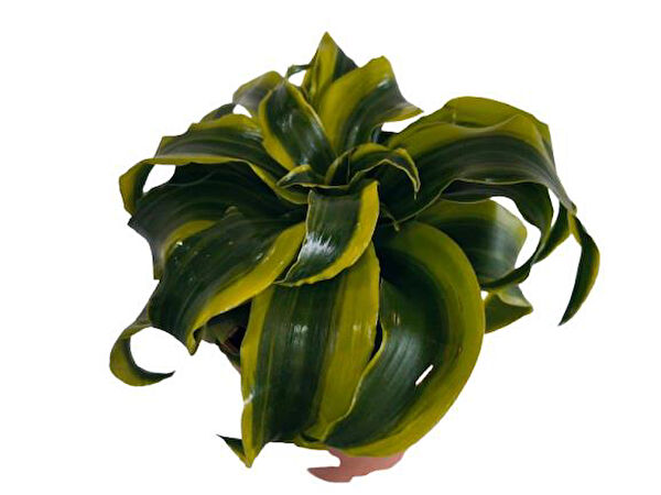 ArmenBotanik İç Mekan Bitkileri