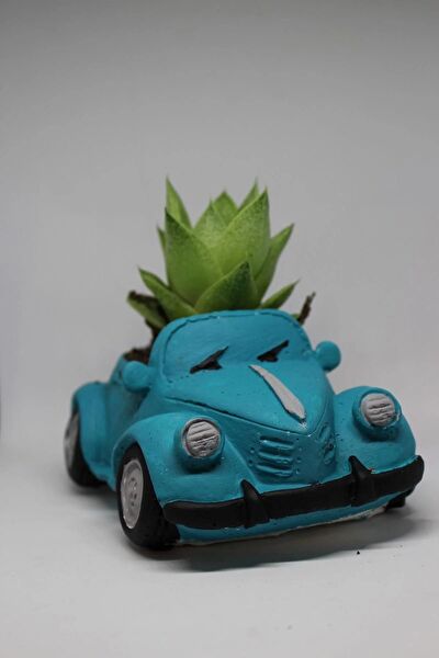 Cactus Garden Sukulent