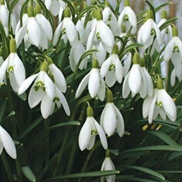 e-fidancim İç Mekan Bitkileri