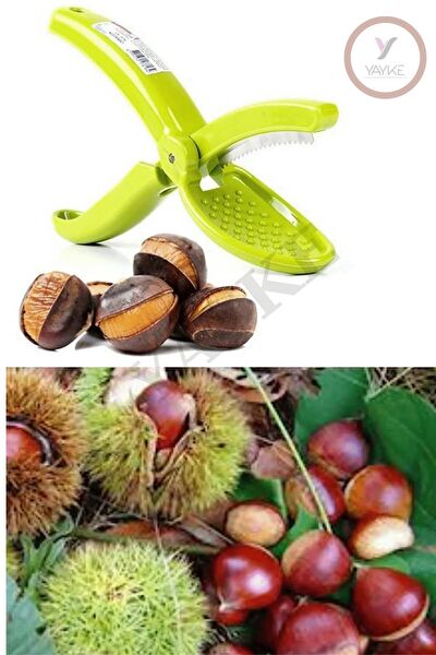 Yayke Kestane Çizici