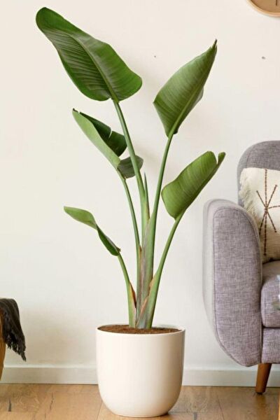 Garden Online İç Mekan Bitkileri