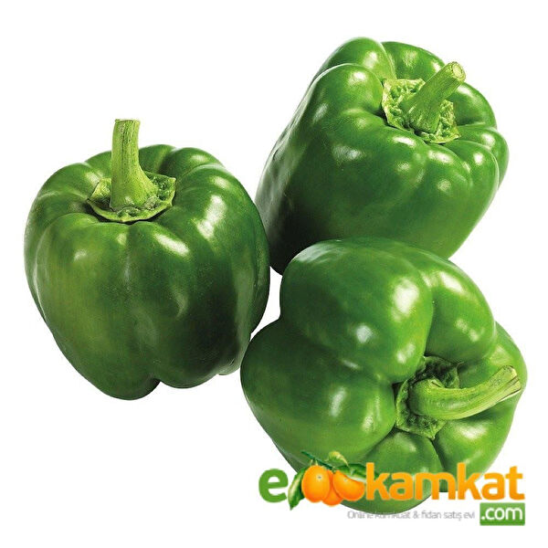 Berke Fidancılık Tohum