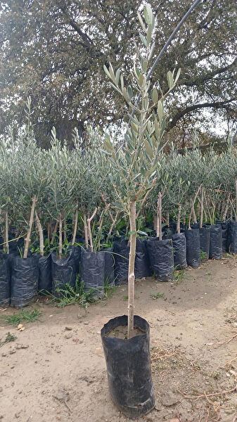 HİLAL TARIM ÇİFTLİĞİ Fidan