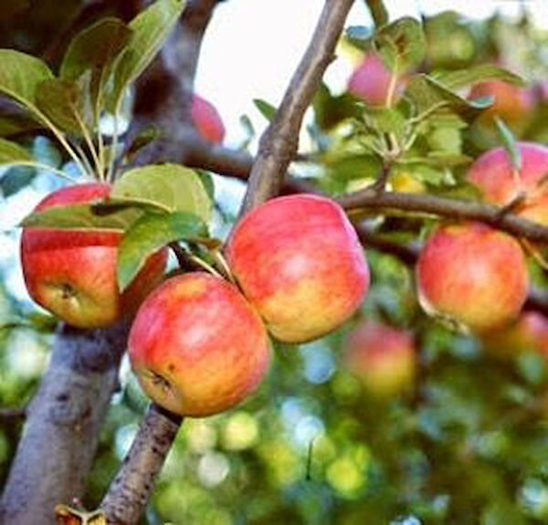 Berke Fidancılık Fidan