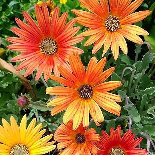 Berke Fidancılık Tohum