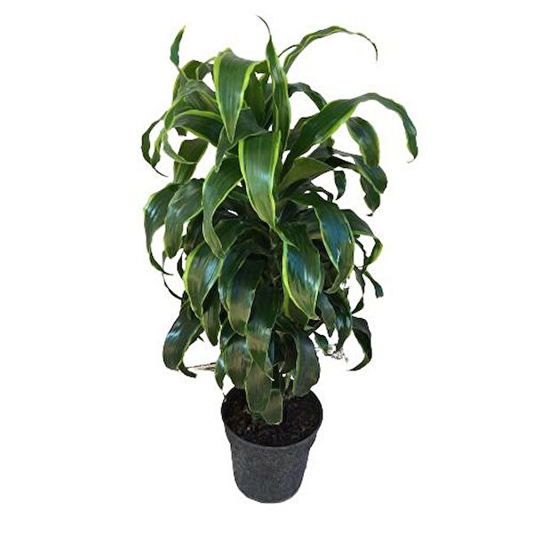 ArmenBotanik İç Mekan Bitkileri