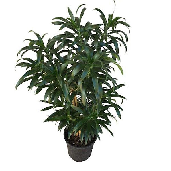 ArmenBotanik İç Mekan Bitkileri