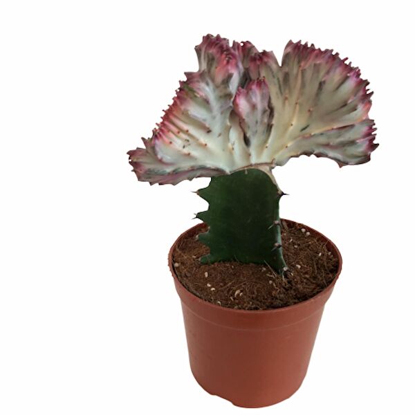 ArmenBotanik Kaktüs