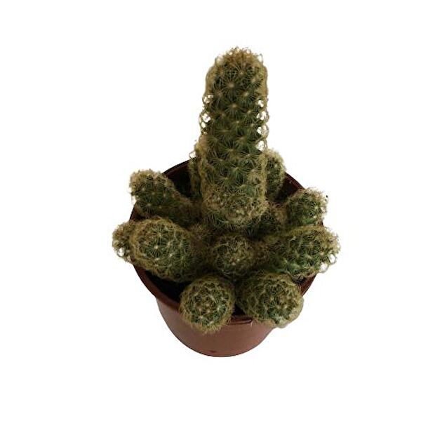 ArmenBotanik Kaktüs