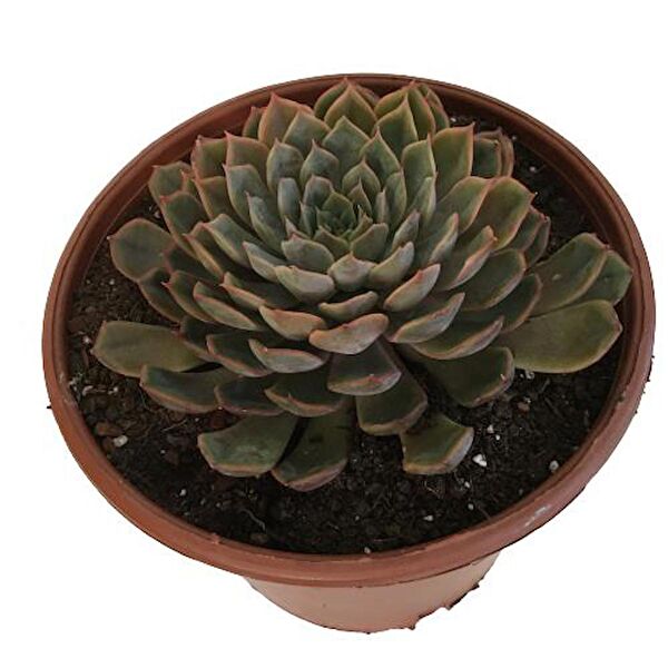 ArmenBotanik İç Mekan Bitkileri