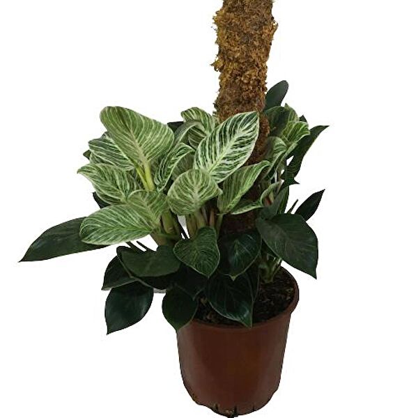 ArmenBotanik İç Mekan Bitkileri