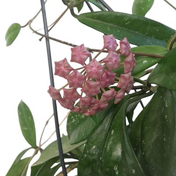 ArmenBotanik İç Mekan Bitkileri