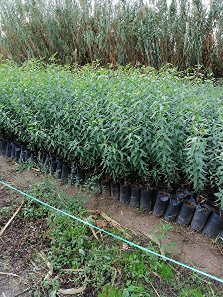 Bahçe Marketi Fidan