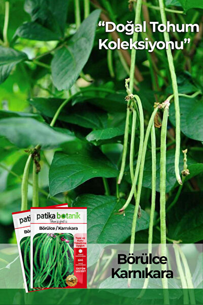 Patika Botanik Tohum