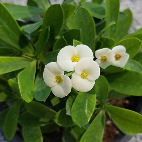 Berke Fidancılık İç Mekan Bitkileri