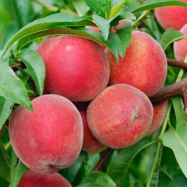 Berke Fidancılık Fidan