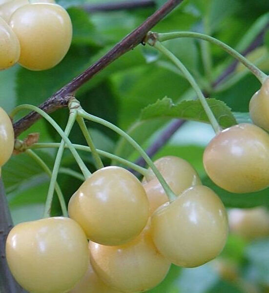 Berke Fidancılık Fidan