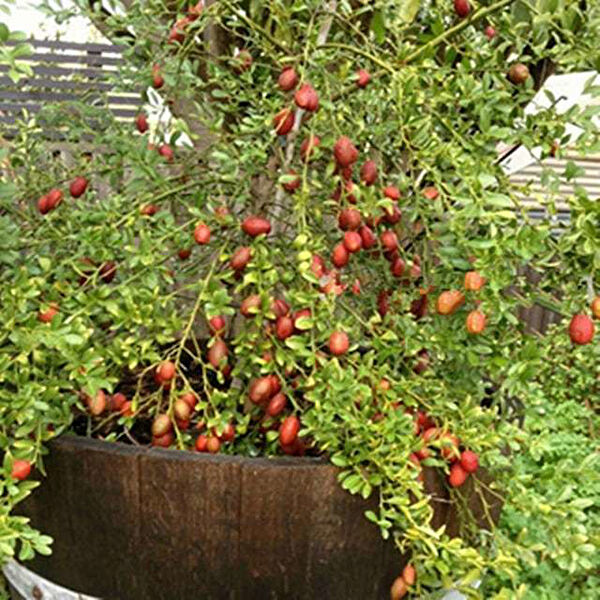 Berke Fidancılık Fidan