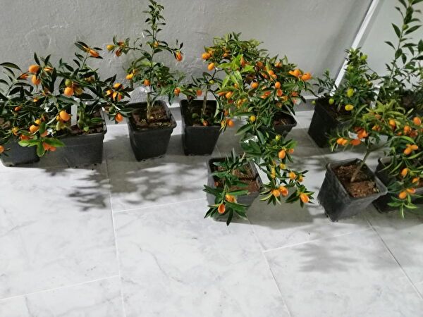 Bahçe Marketi Fidan