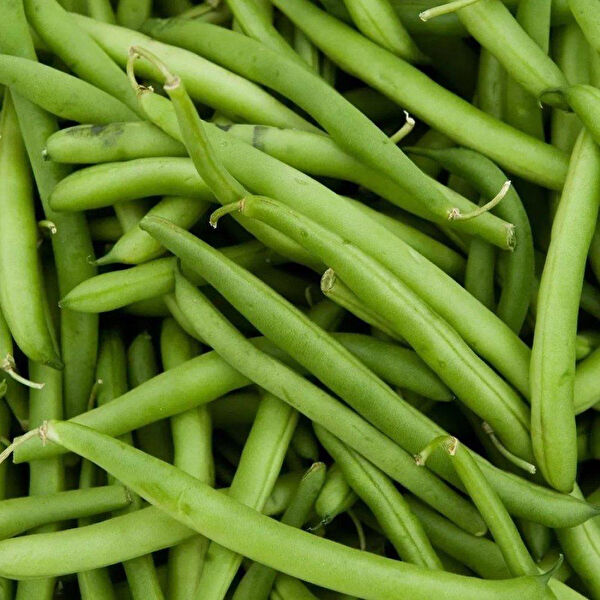 Berke Fidancılık Tohum