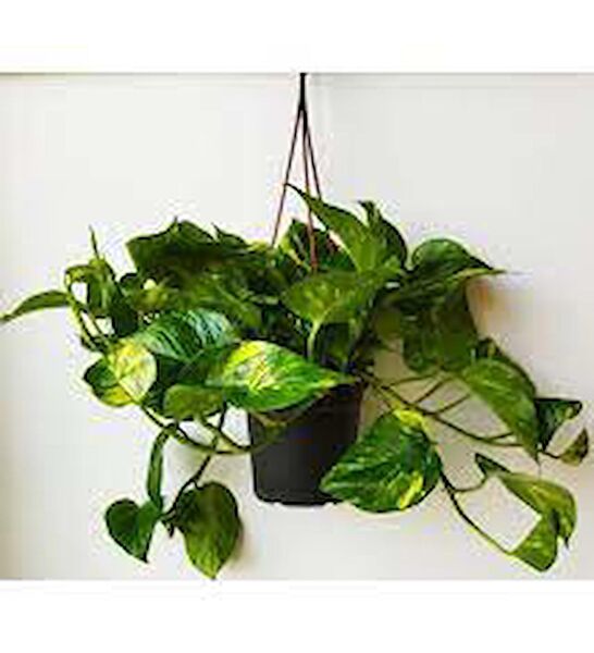 bitkivizyon İç Mekan Bitkileri