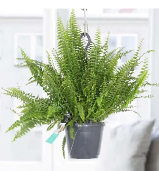 bitkivizyon İç Mekan Bitkileri