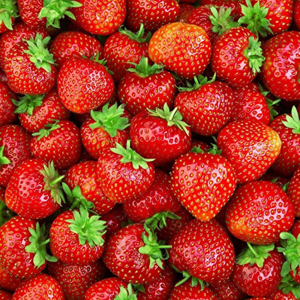 Berke Fidancılık Tohum