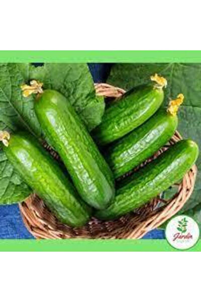 Serdar Çam Tohumculuk Tohum