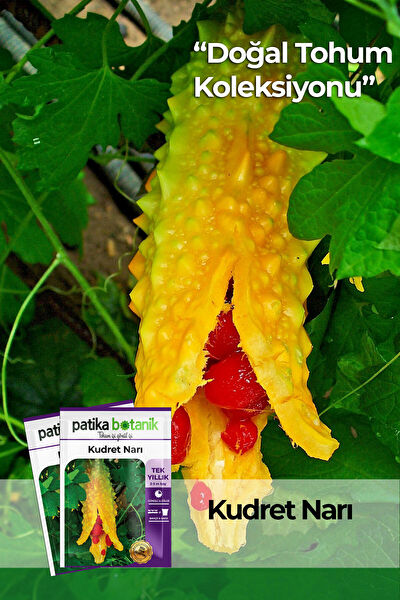 Patika Botanik Tohum