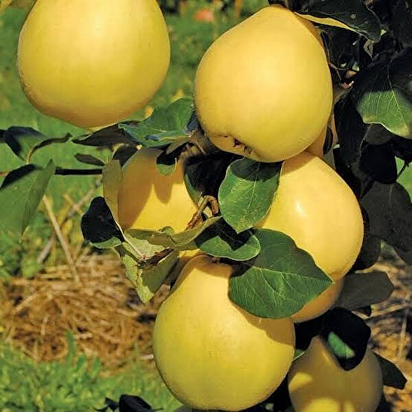 Berke Fidancılık Fidan