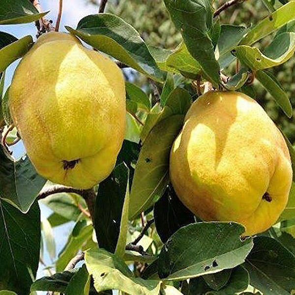 Berke Fidancılık Fidan