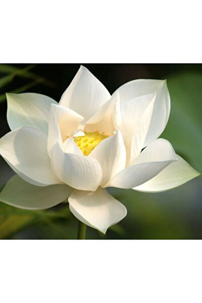 Serdar Çam Tohumculuk Tohum